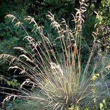 Attēlu rezultāti vaicājumam “Festuca altissima leaf”