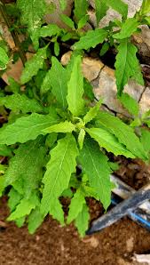 Image result for Chenopodium ambrosioides