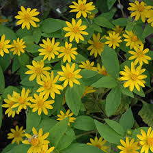 Attēlu rezultāti vaicājumam “Melampsoridium sp.”