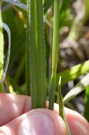 Attēlu rezultāti vaicājumam “Carex pilosa leaf”