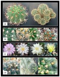 Image result for Cactaceae