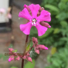 Attēlu rezultāti vaicājumam “Silene viscaria fruit”