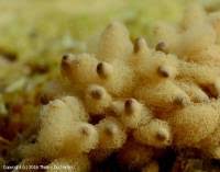 Attēlu rezultāti vaicājumam “Heterotrichia obvelata (syn. Arcyria obvelata) spores”