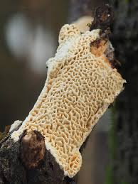 Attēlu rezultāti vaicājumam “Antrodia macra”