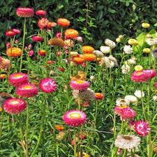 Image result for Strohblume