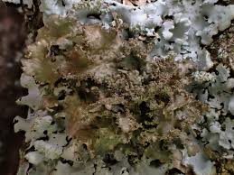 Attēlu rezultāti vaicājumam “Tuckermannopsis chlorophylla”