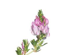 Attēlu rezultāti vaicājumam “Ononis arvensis”