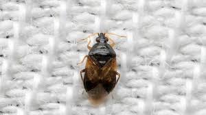 Attēlu rezultāti vaicājumam “Alloeotomus sp.”