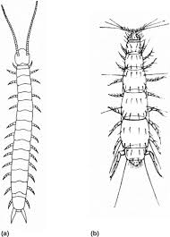 Attēlu rezultāti vaicājumam “Myriapoda”