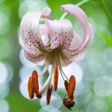 Attēlu rezultāti vaicājumam “Lilium martagon bud”