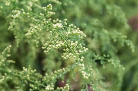 Image result for Artemisia annua