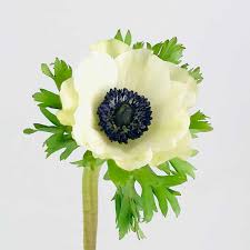 Attēlu rezultāti vaicājumam “Anemone”