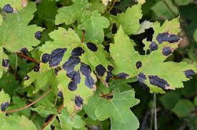 Attēlu rezultāti vaicājumam “Rhytisma acerinum”