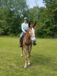 Image result for Woodhill Riding Club