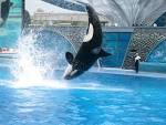 File:Shamu at SeaWorld.JPG - Wikipedia, the free encyclopedia