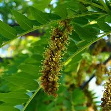 Attēlu rezultāti vaicājumam “Gleditsia triacanthos flower”