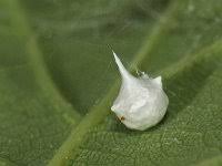 Attēlu rezultāti vaicājumam “Paidiscura pallens”