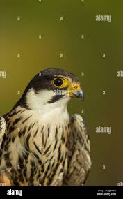 Attēlu rezultāti vaicājumam “Falco subbuteo adult”