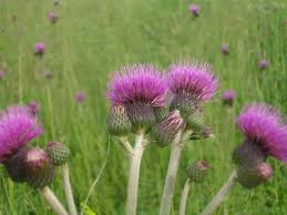 Attēlu rezultāti vaicājumam “Cirsium x rigens flower”