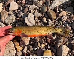 Image result for Oncorhynchus clarkii