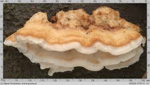 Attēlu rezultāti vaicājumam “Postia leucomallella”