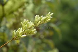 Attēlu rezultāti vaicājumam “Syringa vulgaris fruit”