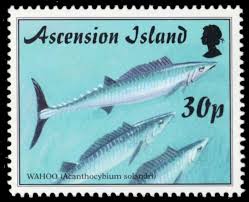 Image result for Acanthocybium solandri