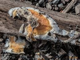 Attēlu rezultāti vaicājumam “Leucogyrophana mollusca”