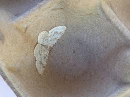 Attēlu rezultāti vaicājumam “Hydrelia sylvata”