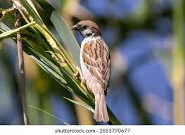 Attēlu rezultāti vaicājumam “Passer montanus adult”