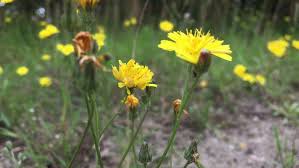 Attēlu rezultāti vaicājumam “Leontodon autumnalis  leaf”