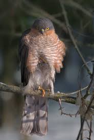 Attēlu rezultāti vaicājumam “Accipiter nisus female”