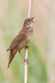 Image result for Locustella luscinioides