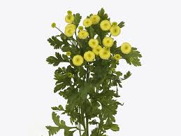 Image result for Chrysanthemum ptarmiciflorum