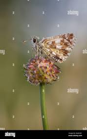 Attēlu rezultāti vaicājumam “Pyrgus alveus upperside”