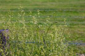 Attēlu rezultāti vaicājumam “Galium elongatum”