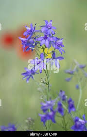 Attēlu rezultāti vaicājumam “Consolida regalis bud”