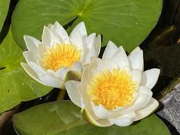 Attēlu rezultāti vaicājumam “Nymphaea candida leaf”