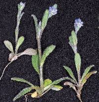 Attēlu rezultāti vaicājumam “Myosotis micrantha”