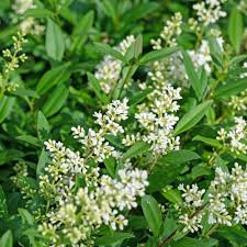 Attēlu rezultāti vaicājumam “Ligustrum vulgare”