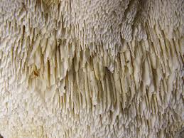 Attēlu rezultāti vaicājumam “Bondarzewia mesenterica”