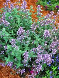 Attēlu rezultāti vaicājumam “Nepeta x faassenii flower”