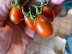 Afbeeldingsresultaat voor oranje van goeienbier tomato