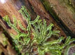 Attēlu rezultāti vaicājumam “Lophocolea heterophylla”