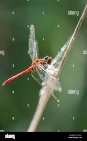 Attēlu rezultāti vaicājumam “Sympetrum sanguineum male”