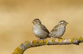 Image result for Petronia petronia