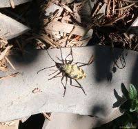 Attēlu rezultāti vaicājumam “Pachyta quadrimaculata”