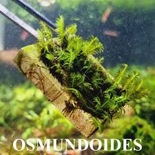 Attēlu rezultāti vaicājumam “Fissidens osmundoides”