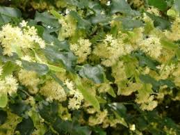 Attēlu rezultāti vaicājumam “Tilia platyphyllos subsp. cordifolia flower”