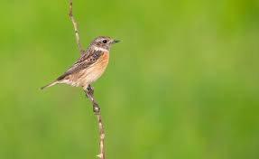 Image result for Phylloscopus orientalis